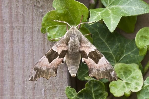 Lime Hawkmoth - resting on ivy leaves - Lincolnshire - England