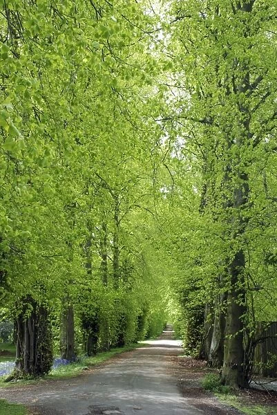 Lime Tree avenue in Spring, Hopetoun House, Scotland