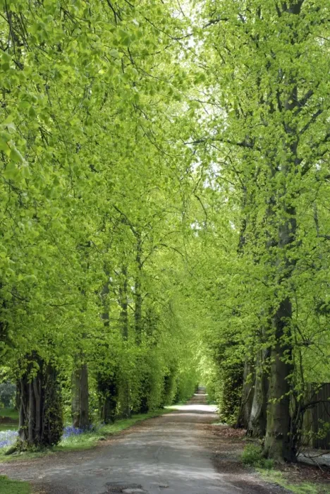 Framed Print : Lime Tree avenue in Spring, Hopetoun House, Scotland Framed Print : Lime Tree avenue in Spring, Hopetoun House, Scotland