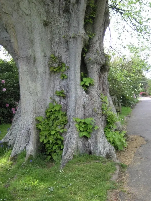 Framed Print : Lime Tree base - Next to footpath Framed Print : Lime Tree base - Next to footpath
