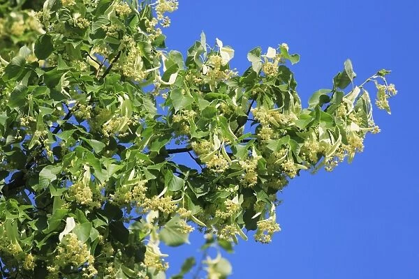 Lime Tree Blossom - in June, Lower Saxony, Germany