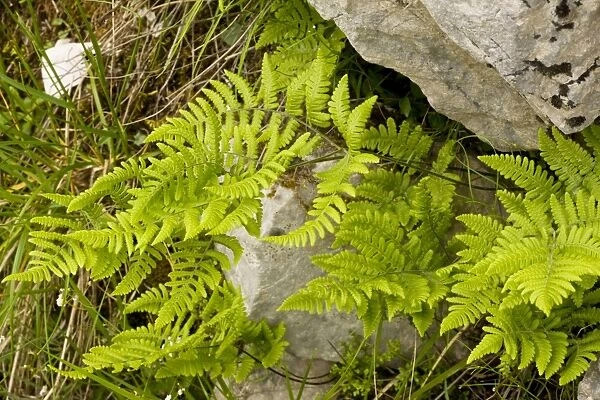 Limestone fern (Gymnocarpium robertianum - formerly Thelypteris robertiana) in crevice in limestone, Julian Alps, Slovenia