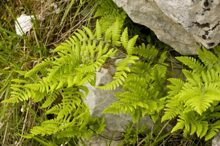 Framed Print : Limestone fern (Gymnocarpium robertianum - formerly Thelypteris robertiana) in crevice in limestone, Julian Alps, Slovenia
