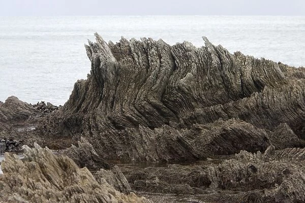 Limestone layers, folded and upthrusted as a consequence of tectonic plates motion along the west coast of New Zealand. Height rocky outcrop is about 2 meters. Kaikoura Peninsula, New Zealand (South Island)
