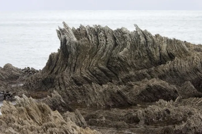 Framed Print : Limestone layers, folded and upthrusted as a consequence of tectonic plates motion along the west coast of New Zealand. Height rocky outcrop is about 2 meters. Kaikoura Peninsula, New Zealand (South Island)
