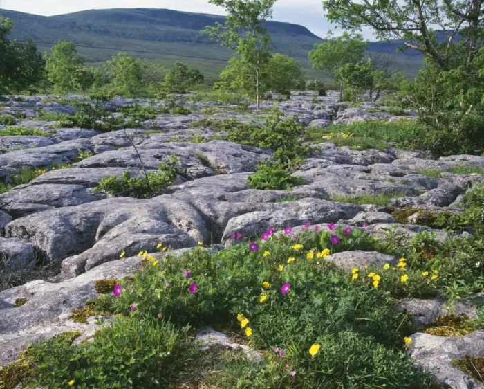 Framed Print : Limestone Pavement Bloody Cranesbill, Scar Close NNR. Yorkshire Dales National Park