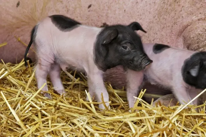 Framed Print : Limousin Pig - piglet four days old. Originated West Massif Central. France Framed Print : Limousin Pig - piglet four days old. Originated West Massif Central. France