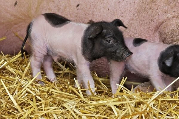 Limousin Pig - piglet four days old. Originated West Massif Central. France