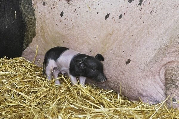 Limousin Pig - piglet. Originated West Massif Central. France