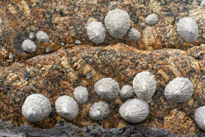 Framed Print : Limpets - on granite rock at Sennen Cove - Land's End - Cornwall - UK Framed Print : Limpets - on granite rock at Sennen Cove - Land's End - Cornwall - UK