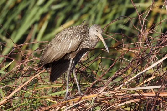 Framed Print : Limpkin - Central Florida - USA - January Framed Print : Limpkin - Central Florida - USA - January