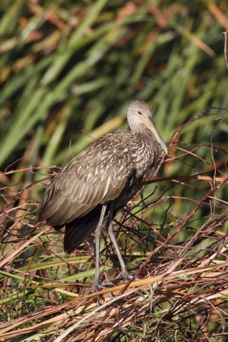 Framed Print : Limpkin - Central Florida - USA - January Framed Print : Limpkin - Central Florida - USA - January
