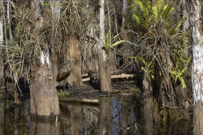 Framed Print : Limpkin - in swamp cypress habitat Everglades National Park, florida, USA BI000968 Framed Print : Limpkin - in swamp cypress habitat Everglades National Park, florida, USA BI000968