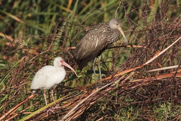 Framed Print : Limpkin and White Ibis - Central Florida - USA - January Framed Print : Limpkin and White Ibis - Central Florida - USA - January