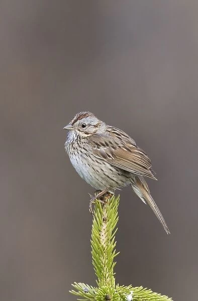Lincoln's Sparrow - on breeding territory in early summer - Snowy Range Moutains - Wyoming - USA