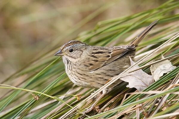 Lincoln's Sparrow - in Oct, in CT, USA