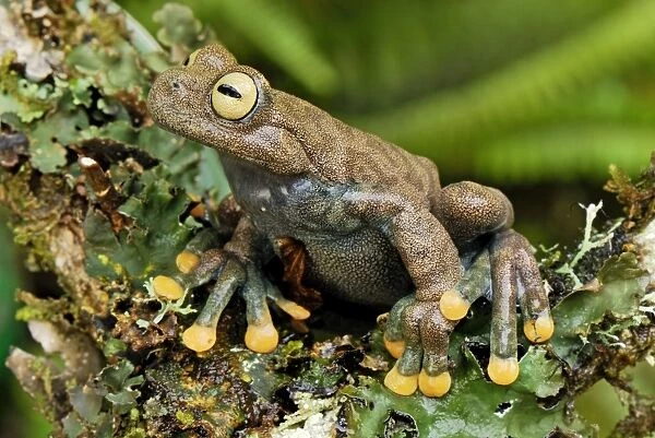 Linda's Treefrog - Colon - Departamento Putumayo - Colombia