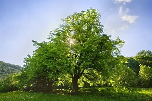 Linden  /  Lime Tree - in spring with sunlight