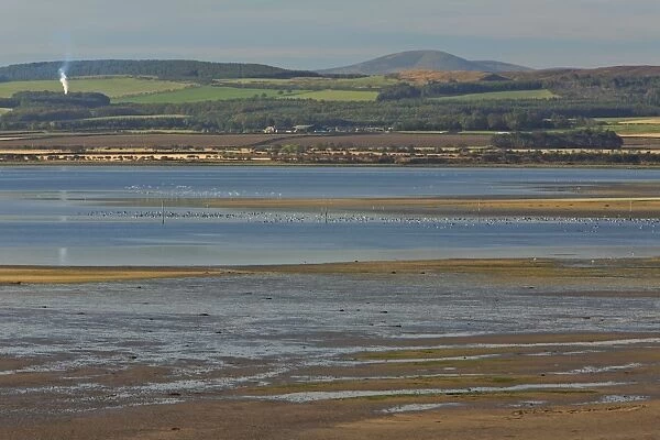 Lindisfarne National Nature Reserve - view from Holy Island across reserve towards Cheviot Hills, Northumberland, England