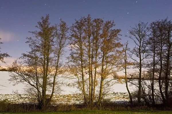 Line of Alder trees - in snowy weather - at night. Dorset UK