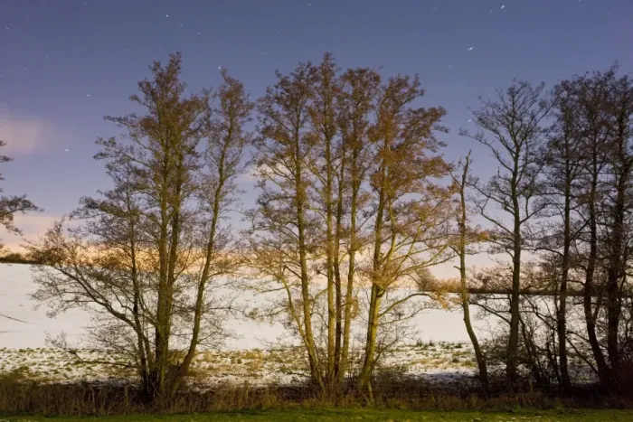 Framed Print : Line of Alder trees - in snowy weather - at night. Dorset UK Framed Print : Line of Alder trees - in snowy weather - at night. Dorset UK