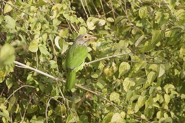 Lineated Barbet - Corbett National Park, India