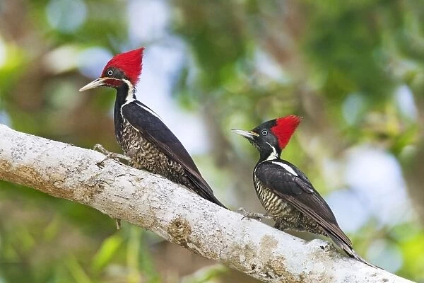 Lineated Woodpecker, Dryocopus lineatus male and female. Nayarit, Mexico in March