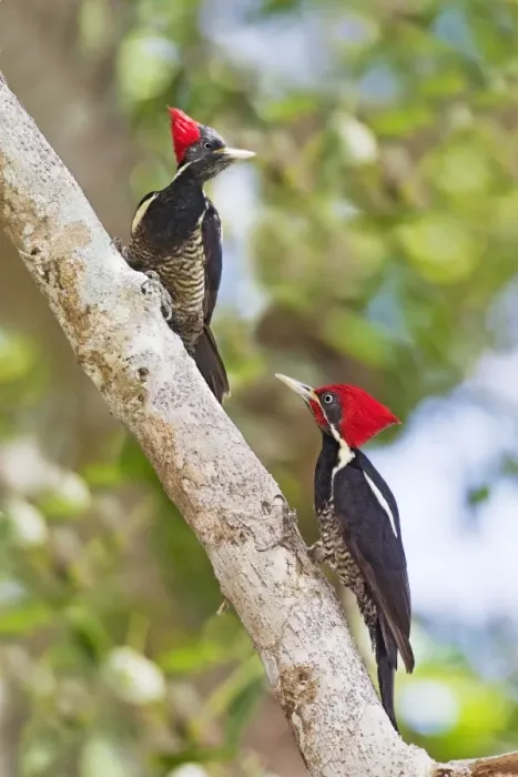Framed Print : Lineated Woodpecker, Dryocopus lineatus male and female. Nayarit, Mexico in March Framed Print : Lineated Woodpecker, Dryocopus lineatus male and female. Nayarit, Mexico in March