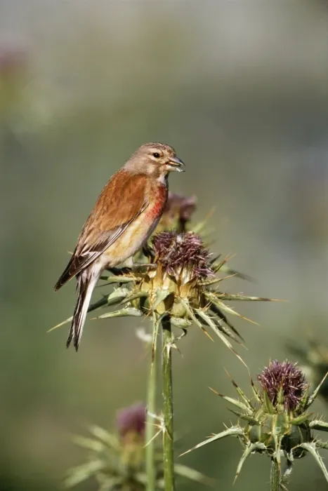 Framed Print : Linnet. CK-3334. LINNET - on thistle. Carduelis cannabina Framed Print : Linnet. CK-3334. LINNET - on thistle. Carduelis cannabina