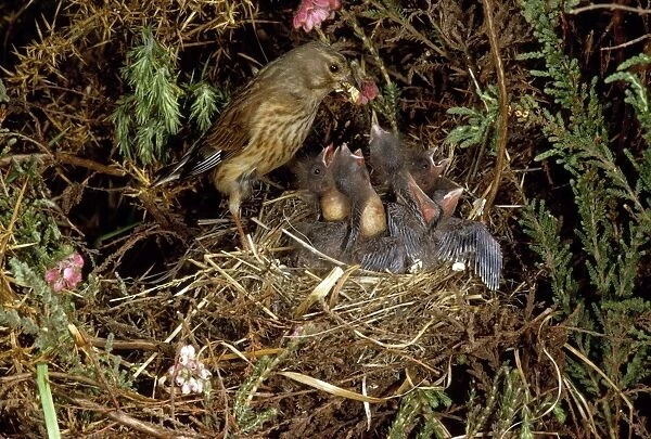 Linnet - female at nest feeding young