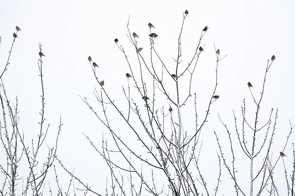Linnet - flock perched on bare tree in winter, Lower Saxony, Germany