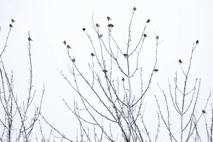 Framed Print : Linnet - flock perched on bare tree in winter, Lower Saxony, Germany Framed Print : Linnet - flock perched on bare tree in winter, Lower Saxony, Germany