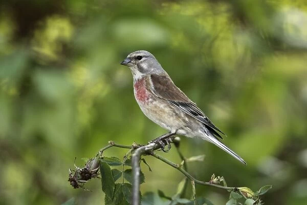 Linnet - male perched on briar, Lower Saxony, Germany