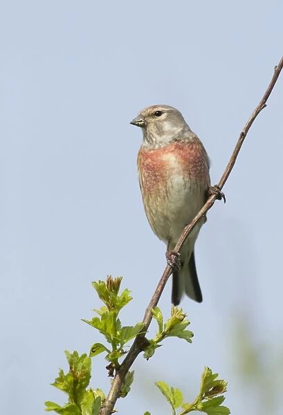 Linnet - male perched highup on Hawthorn bush in evening sunshine - May - Texel - Netherlands