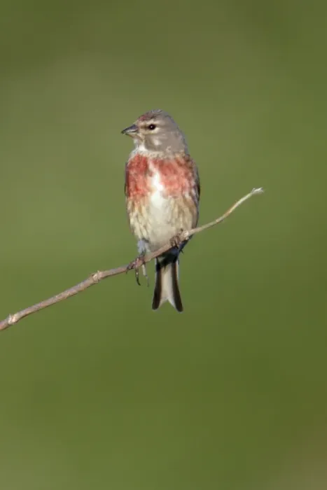 Framed Print : Linnet - Male sitting on twig Northumberland, England