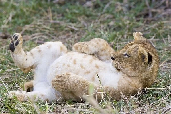 Lion - 10 week old cub resting with full belly after eating meat - Masai Mara Reserve - Kenya