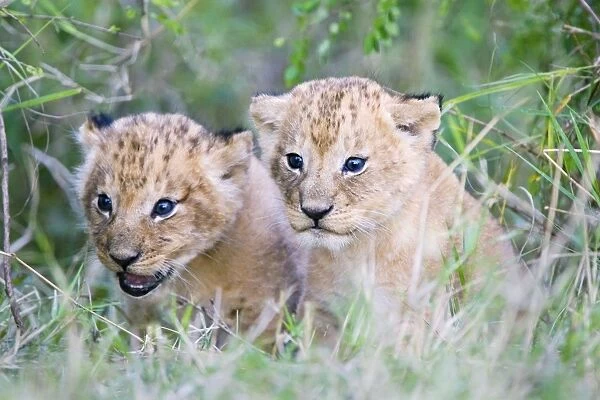 Lion - 2-3 week old cubs emerging from den - Masai Mara Reserve - Kenya