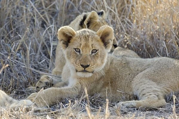 Lion - 3-4 month old cubs - Mala Mala Reserve - South Africa