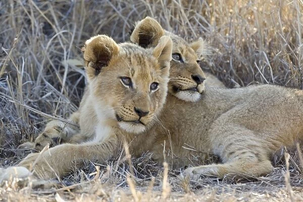 Lion - 3-4 month old cubs - Mala Mala Reserve - South Africa
