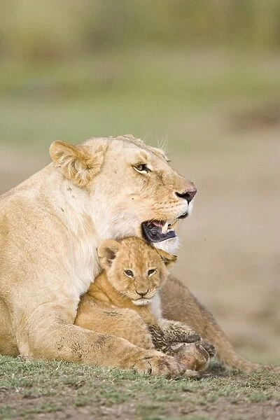 Lion - 4-5 week old cub with mother - Masai Mara Reserve - Kenya