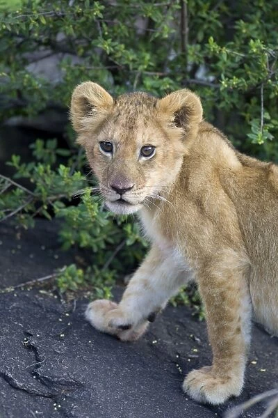 Lion - 4-6 week old cub - Masai Mara Reserve - Kenya