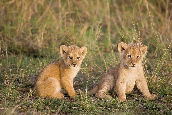 Lion - 4 week old cubs - Masai Mara Reserve - Kenya