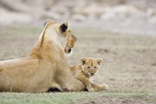Lion - 5-6 week old cub with mother - Masai Mara Reserve - Kenya