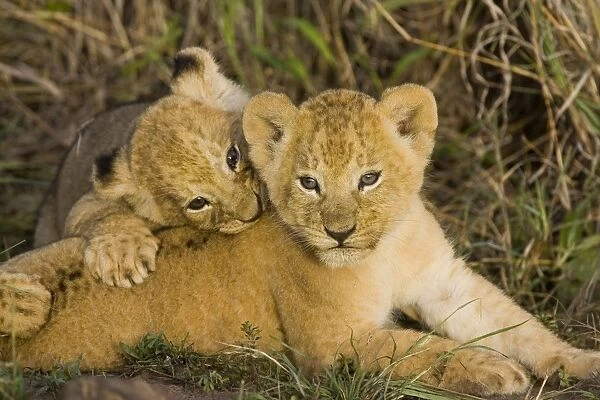 Lion - 5 week old cubs playing - Masai Mara Reserve - Kenya