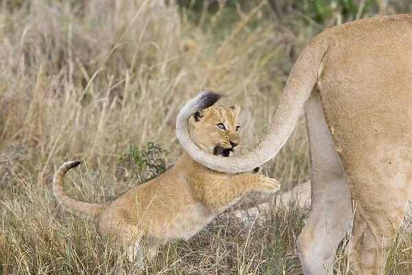 Lion - 6-7 week old cub chasing its mother's tail - Masai Mara Reserve - Kenya