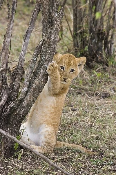 Lion - 6-7 week old cub - Masai Mara Reserve - Kenya
