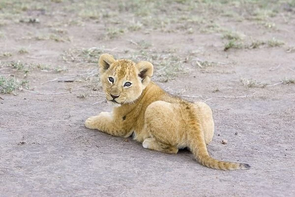 Lion - 6-7 week old cub - Masai Mara Reserve - Kenya