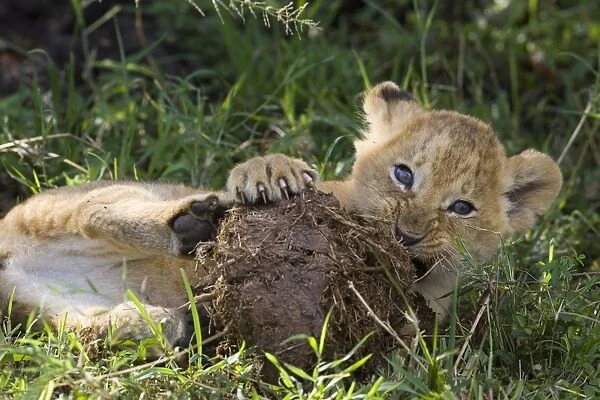 Lion - 6-7 week old cub playing with elephant dung - Masai Mara Reserve - Kenya
