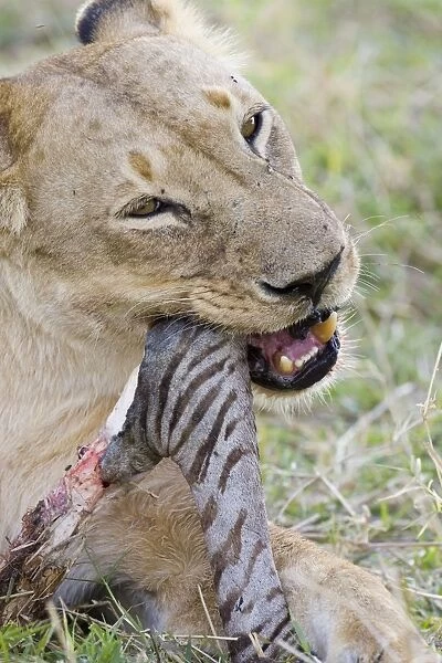 Lion - adult female chewing on zebra leg bone - Masai Mara Reserve - Kenya