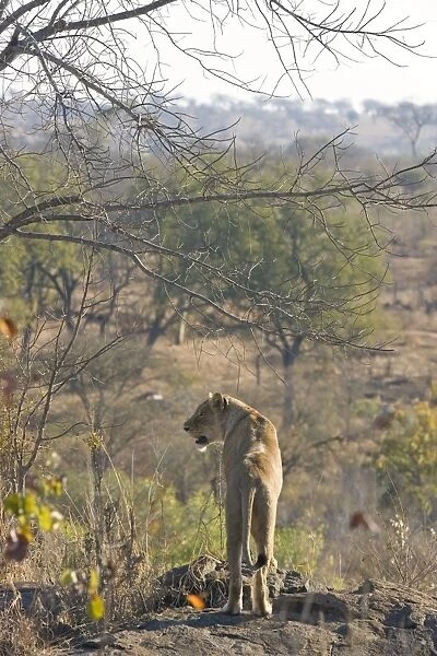 Lion - adult female looking out over cliff - Mala Mala Reserve - South Africa